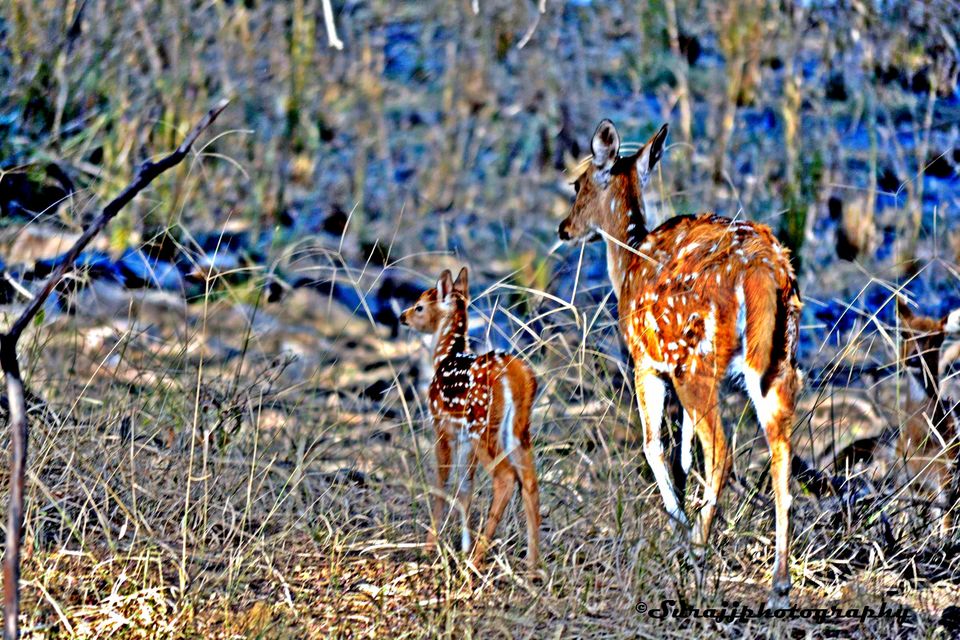 Photo of Ranthambore Jungle Safari, Jaipur, Rajasthan, India by suraj j