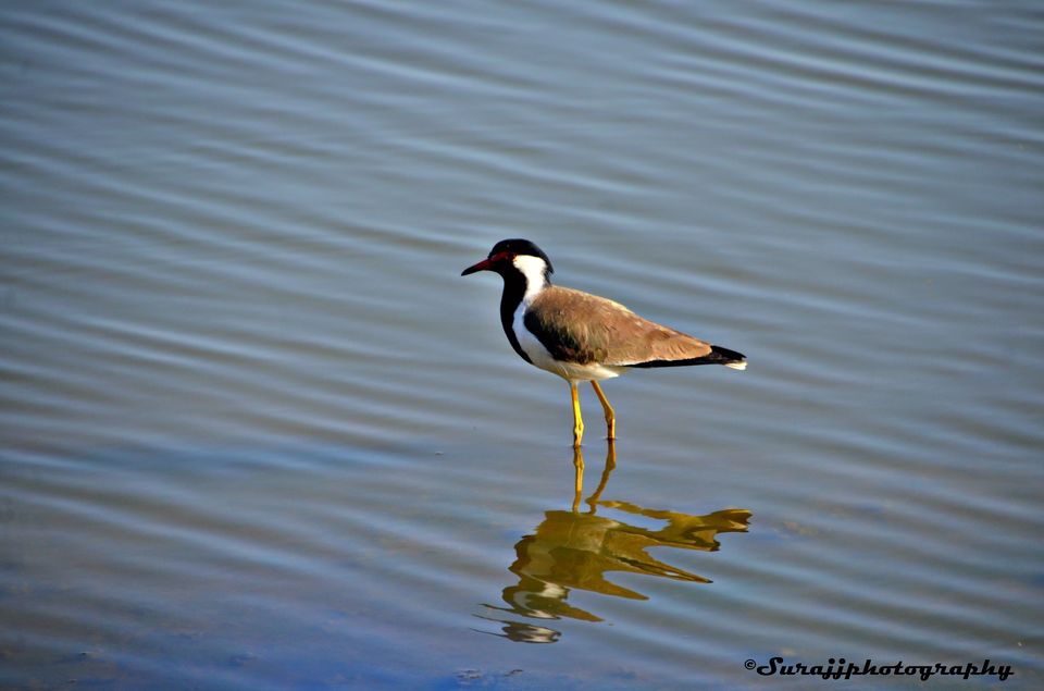 Photo of Ranthambore Jungle Safari, Jaipur, Rajasthan, India by suraj j