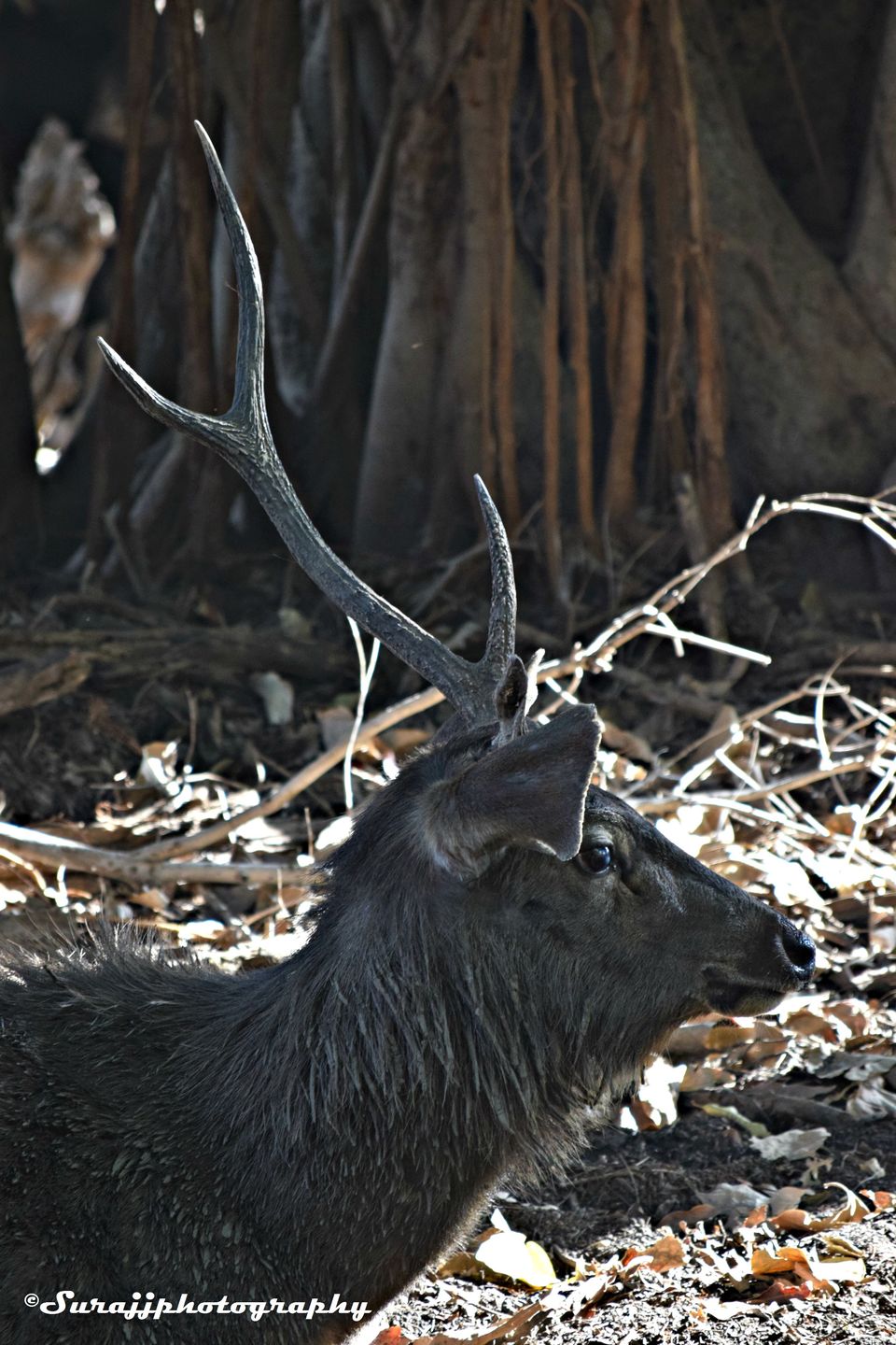 Photo of Ranthambore Jungle Safari, Jaipur, Rajasthan, India by suraj j