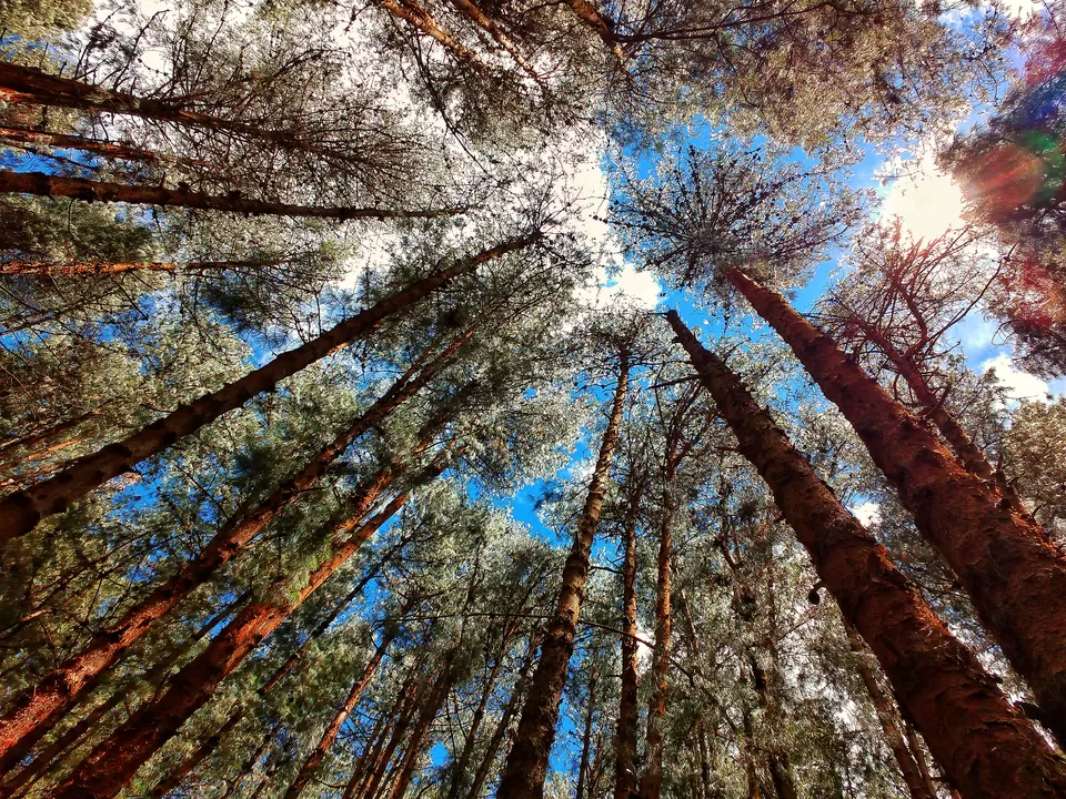 Photo of Pine Tree Forest, Kodaikanal, Tamil Nadu, India by Vaibhav Kashyap