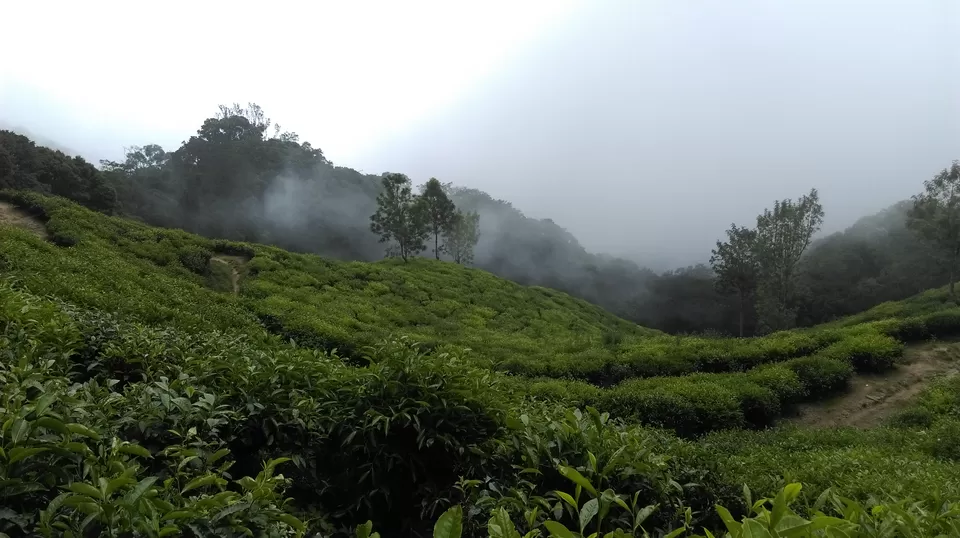 Photo of Devikulam, Kerala, India by Vibha Singh