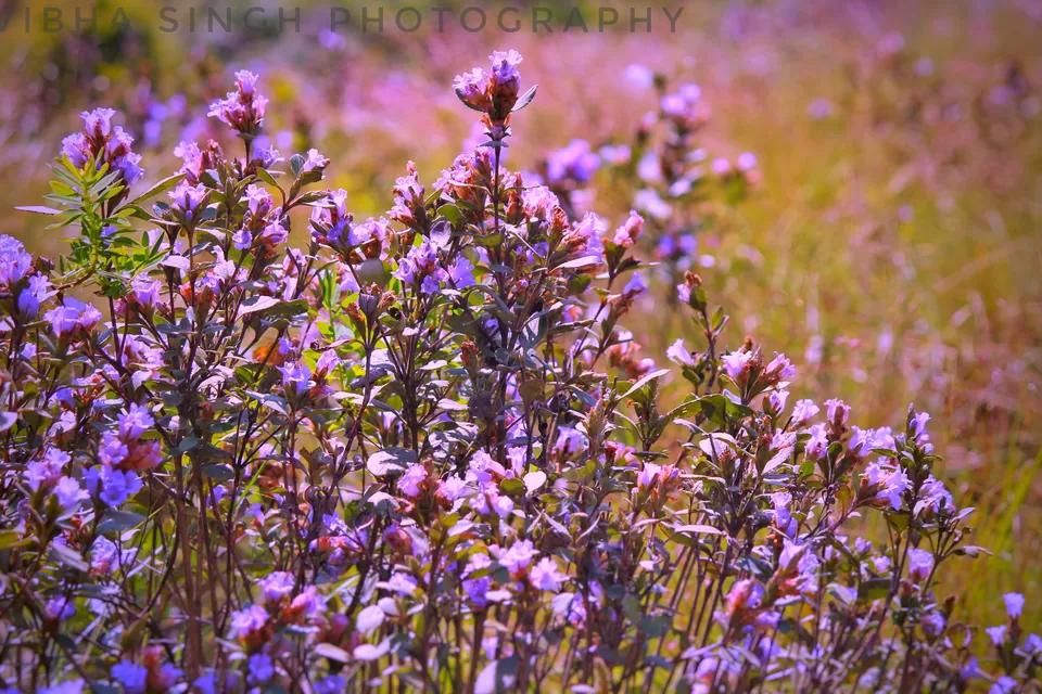 Photo of Eravikulam National Park Road, Kannan Devan Hills, Kerala, India by Vibha Singh