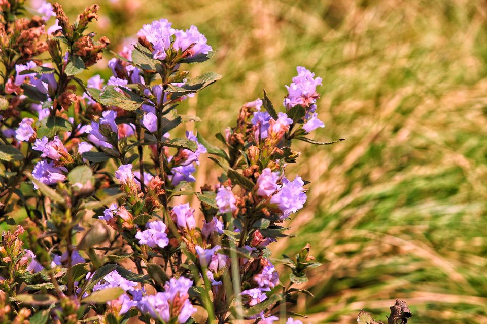 Photo of Neelakurunji blooming - Things to do by Vibha Singh