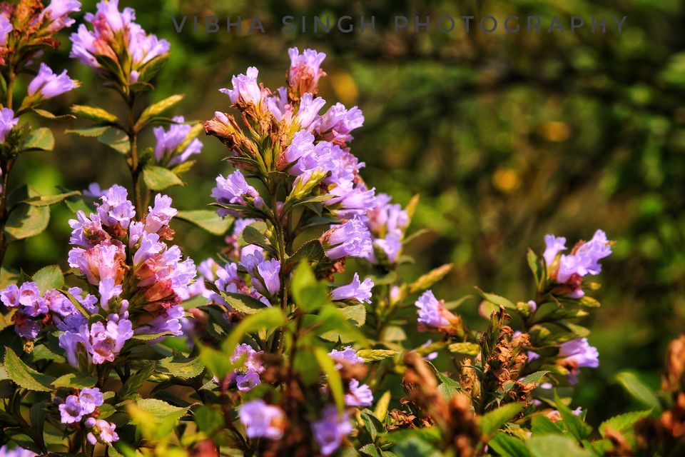 Photo of Neelakurunji blooming - Things to do by Vibha Singh