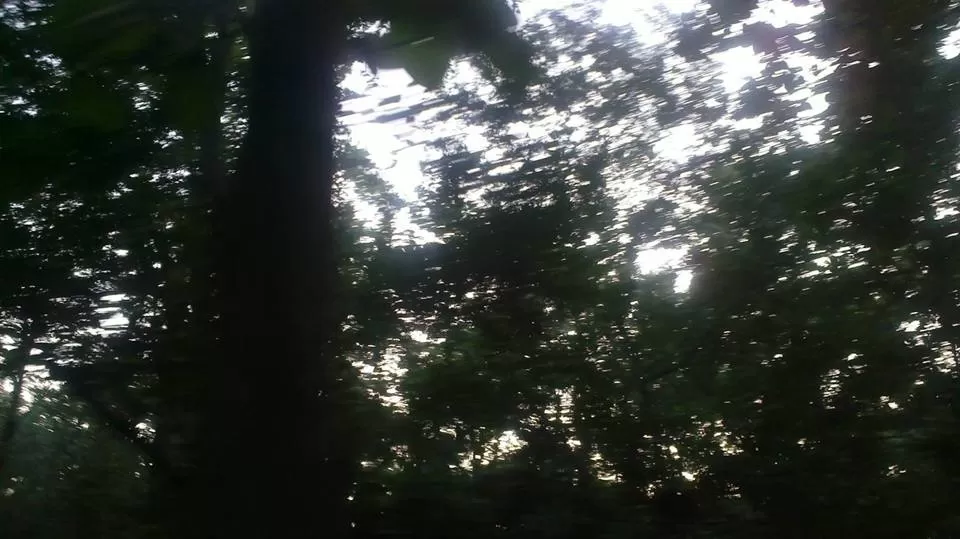 Photo of Jim Corbett National Park, Ramnagar, Uttarakhand, India by Nikhil Talwar