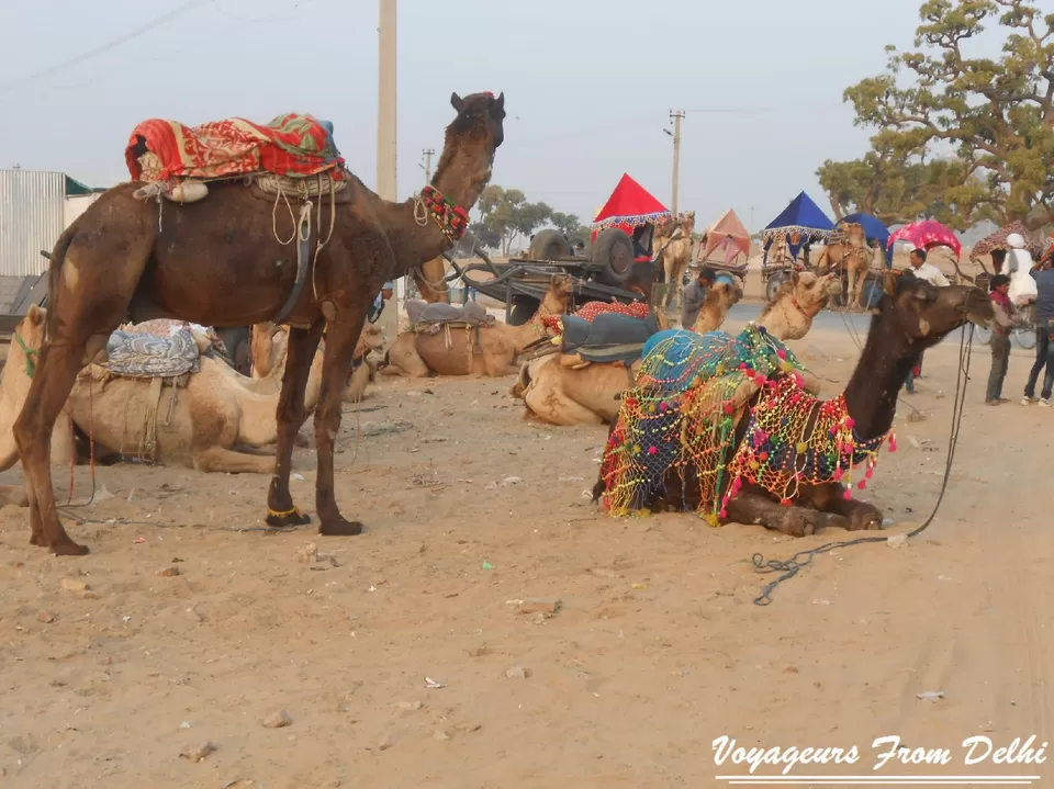 Photo of Pushkar, Rajasthan, India by Nikhil Talwar