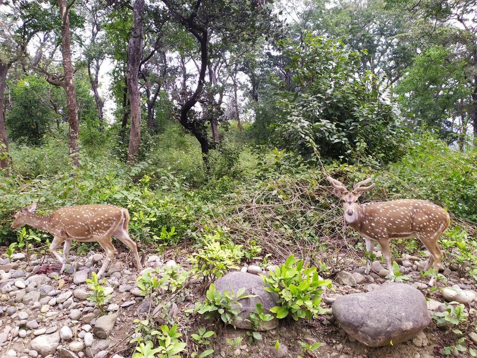 Photo of Jim Corbett | Kainchi Dham | 06Jan2020 by Nikhil Talwar