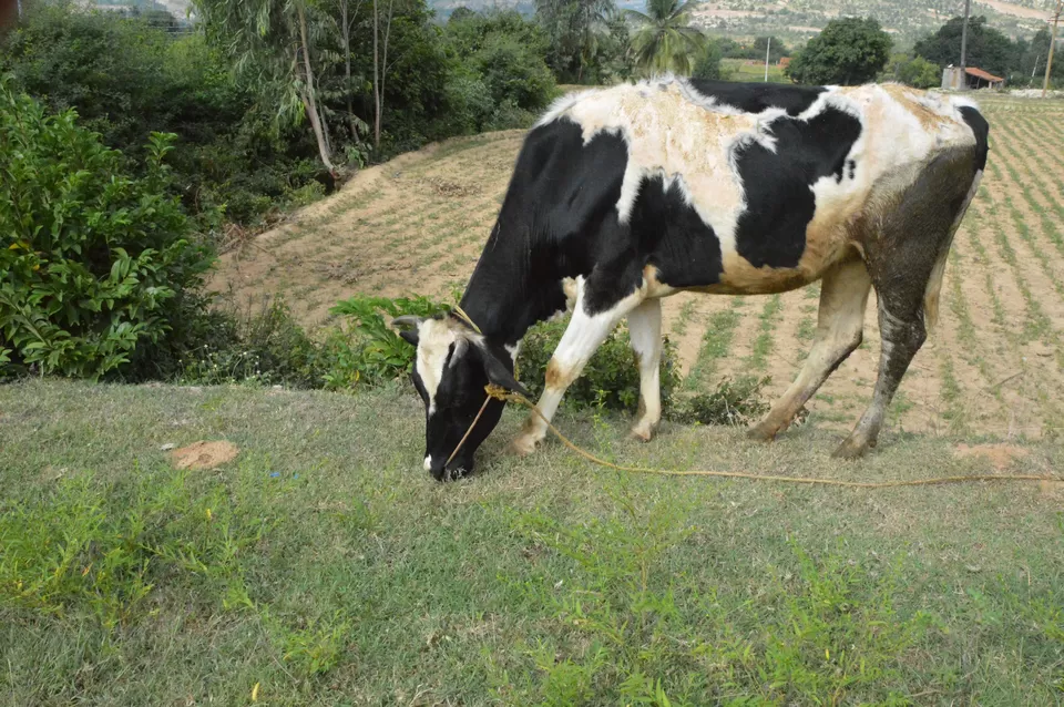 Photo of Avalabetta Hilltop, Avalabetta Road, Yerramaranahalli, Karnataka, India by Naveen Reddy