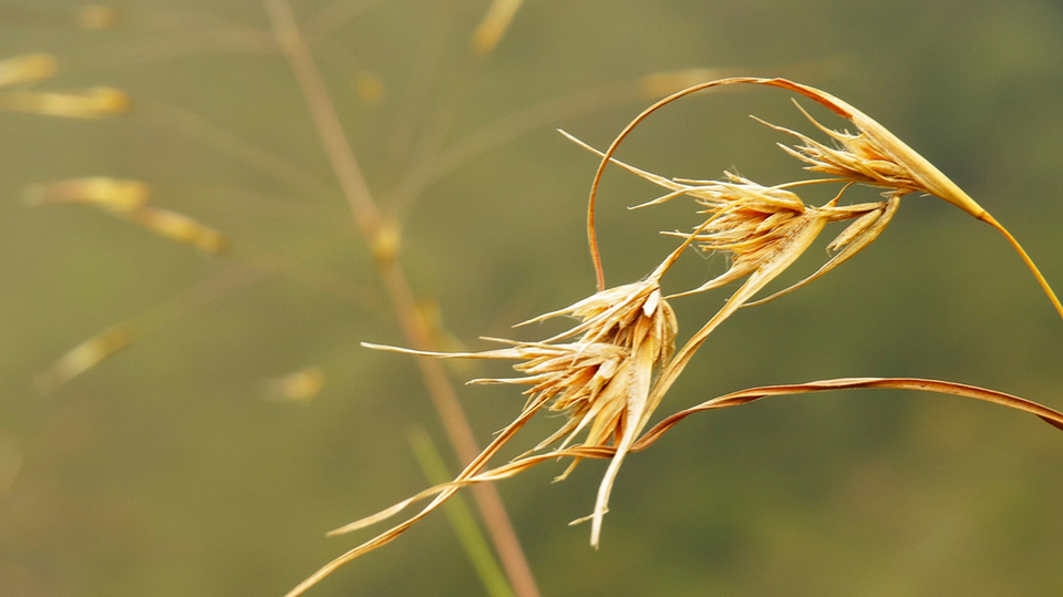 Photo of Kolukkumalai Tea Estate, Kottagudi, Tamil Nadu, India by Naveen Reddy