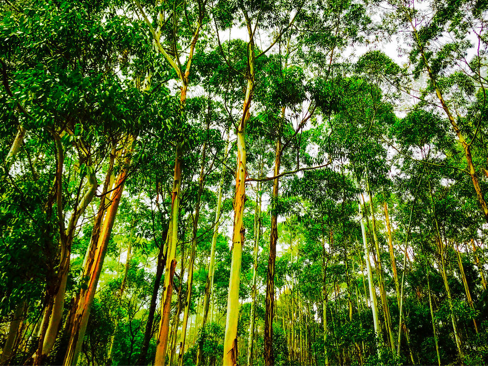 Photo of Can You Spot The Deers ?? MUDUMALAI NATIONAL PARK by Pooja varma
