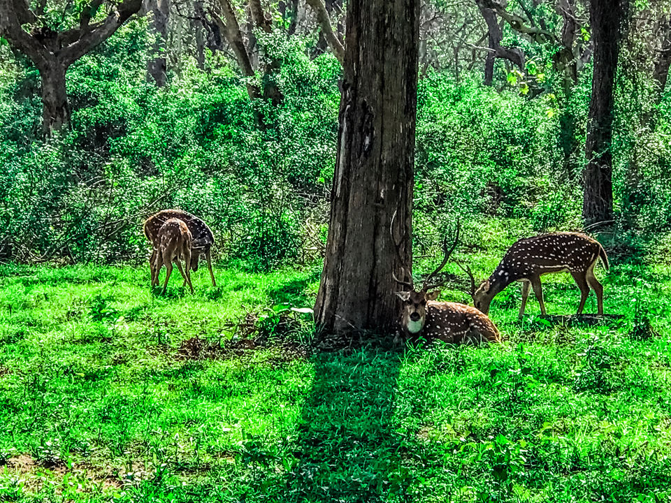 Photo of Can You Spot The Deers ?? MUDUMALAI NATIONAL PARK by Pooja varma