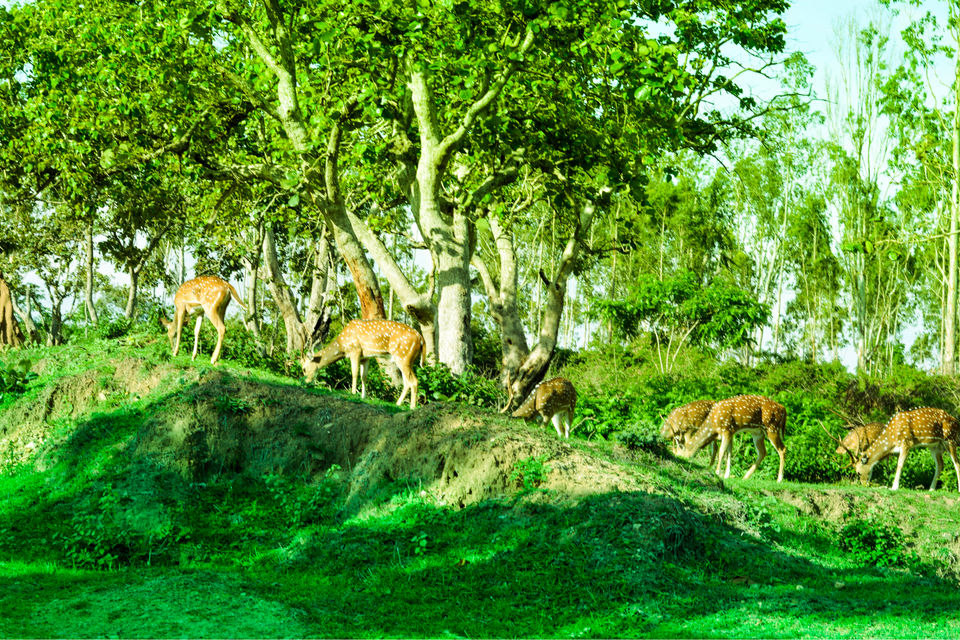 Photo of Can You Spot The Deers ?? MUDUMALAI NATIONAL PARK by Pooja varma