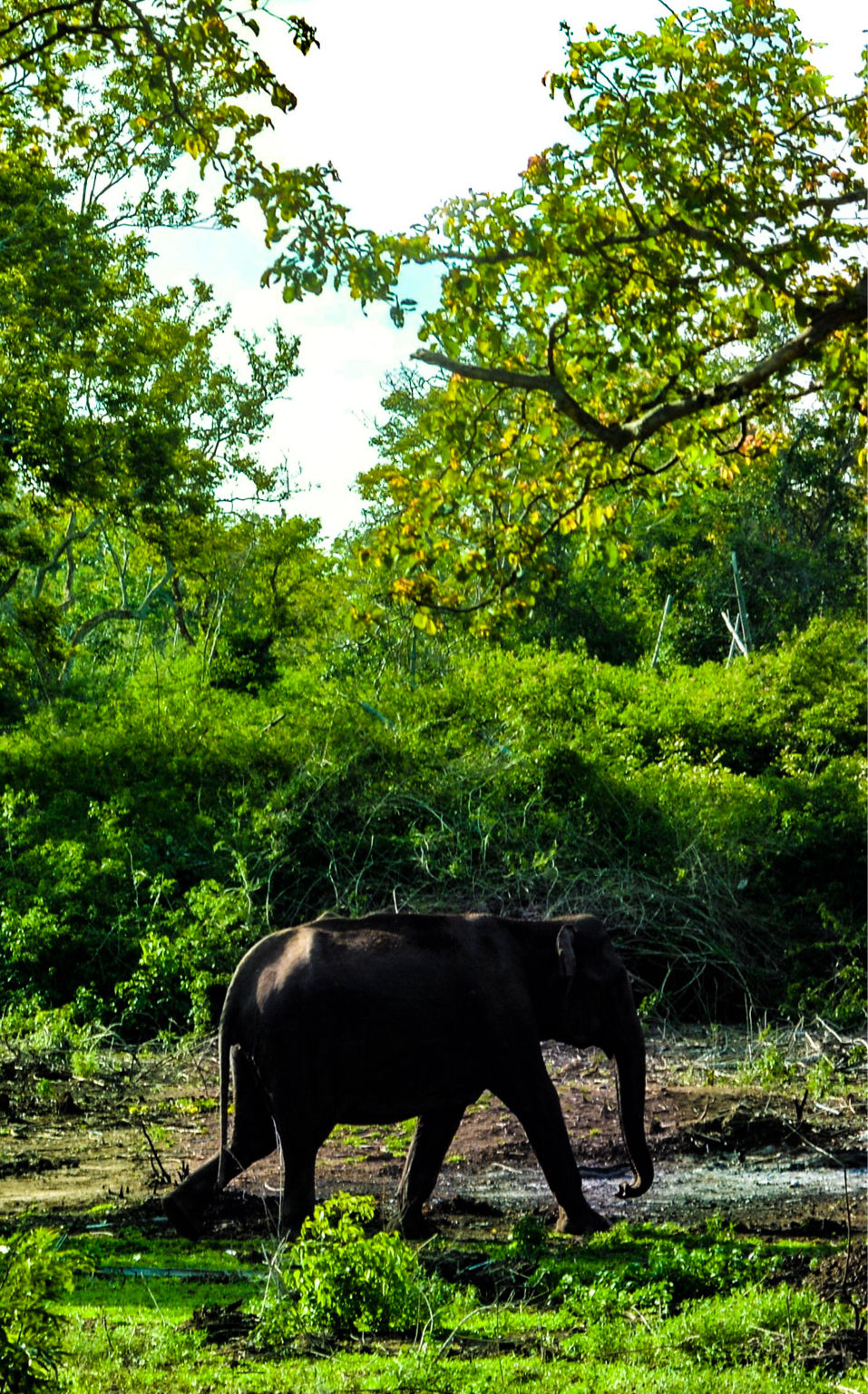Photo of Can You Spot The Deers ?? MUDUMALAI NATIONAL PARK by Pooja varma
