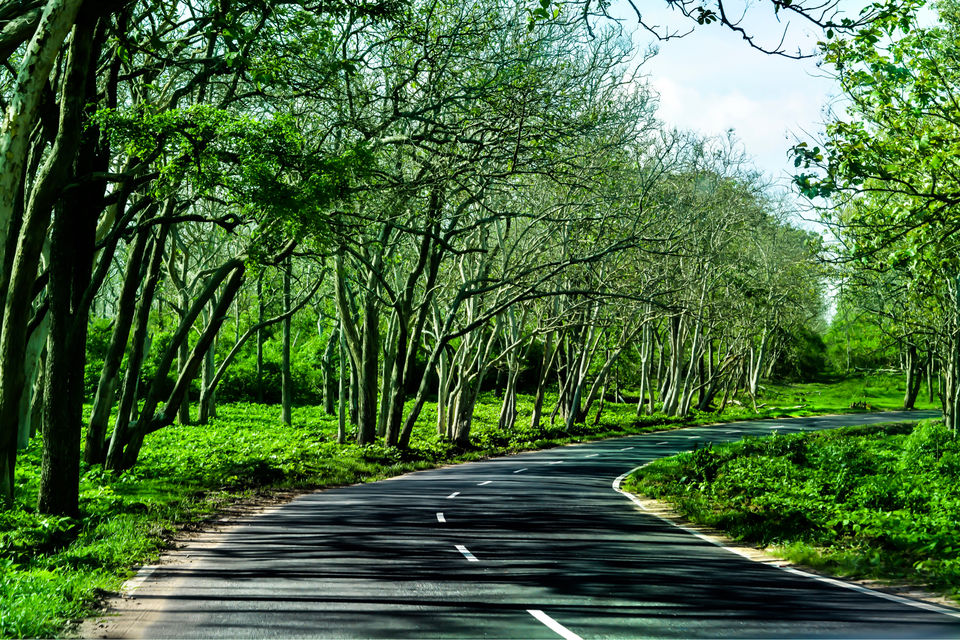 Photo of Can You Spot The Deers ?? MUDUMALAI NATIONAL PARK by Pooja varma