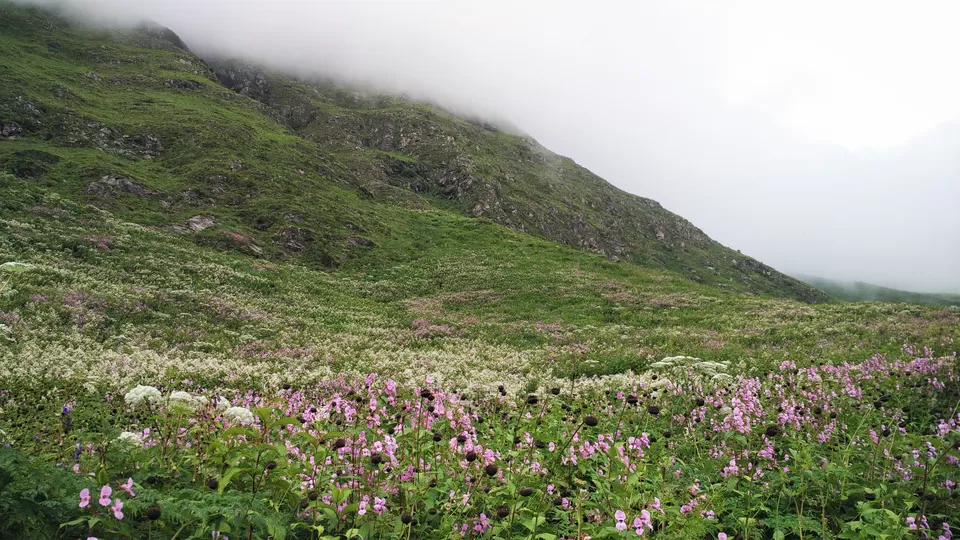 Photo of Valley of Flowers National Park, Chamoli, Uttarakhand, India by Sourav Shukla 