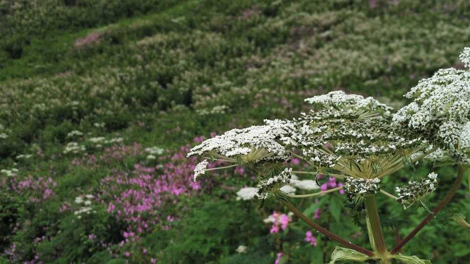 Valley of Flowers, Auli and a taste of heaven Tripoto