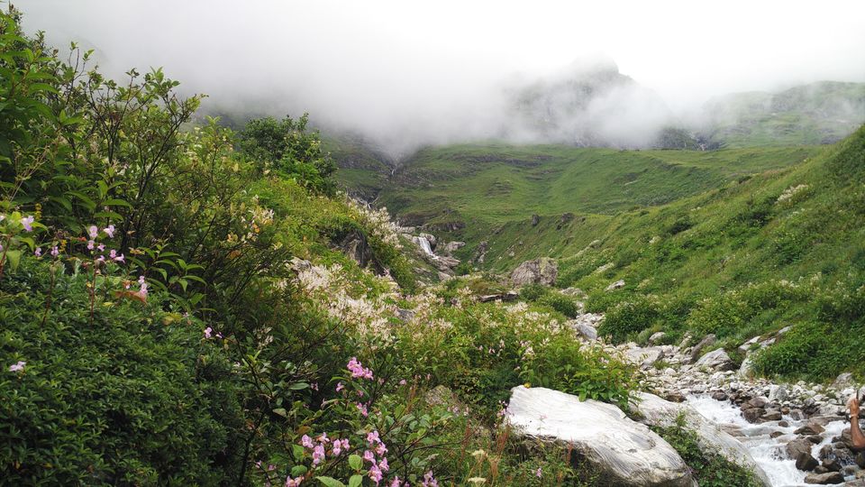 Valley of Flowers, Auli and a taste of heaven Tripoto