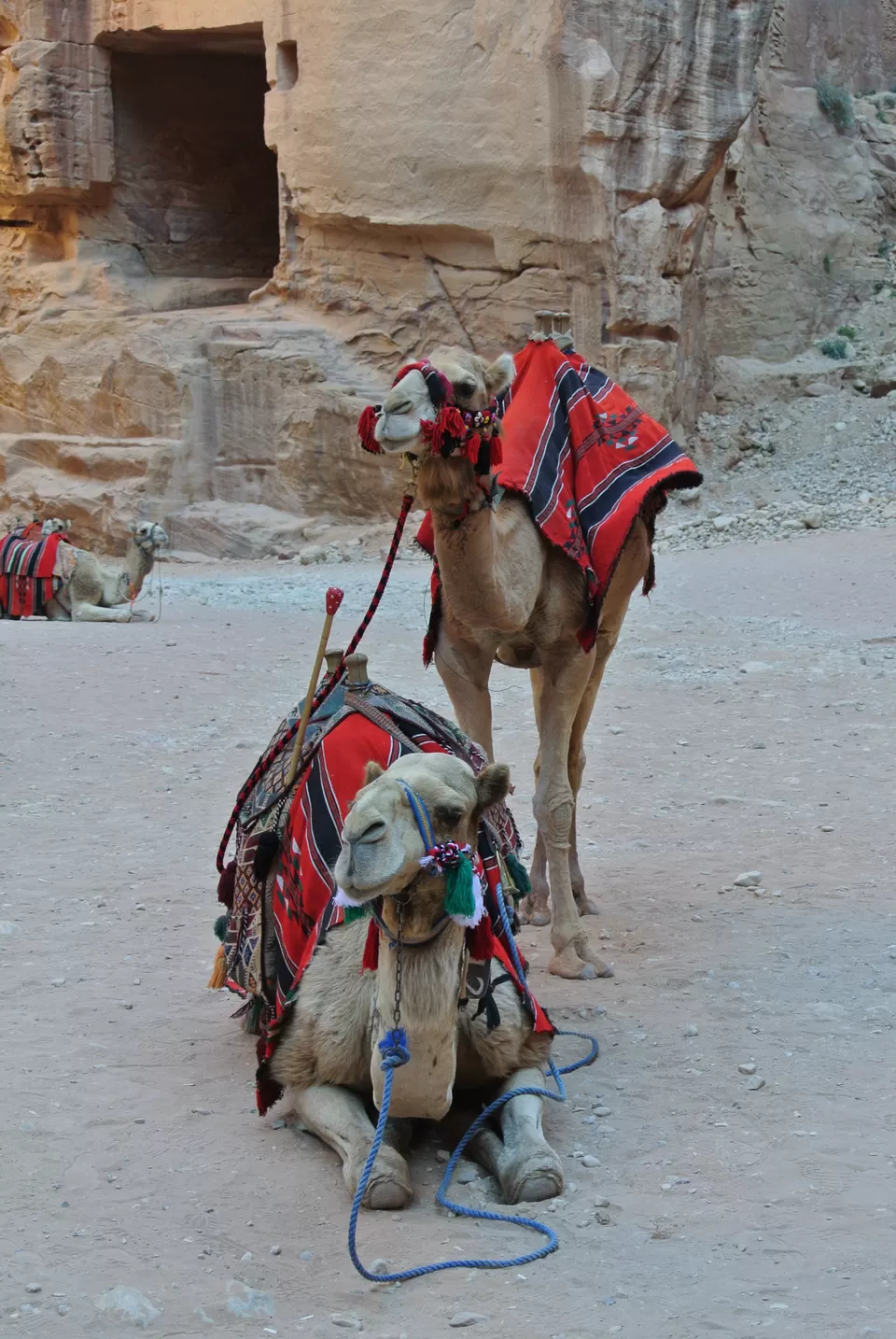 Photo of Petra, Ma'an, Jordan by Rebecca
