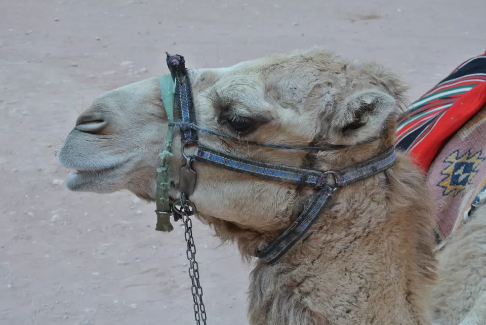 Photo of Petra, Ma'an, Jordan by Rebecca