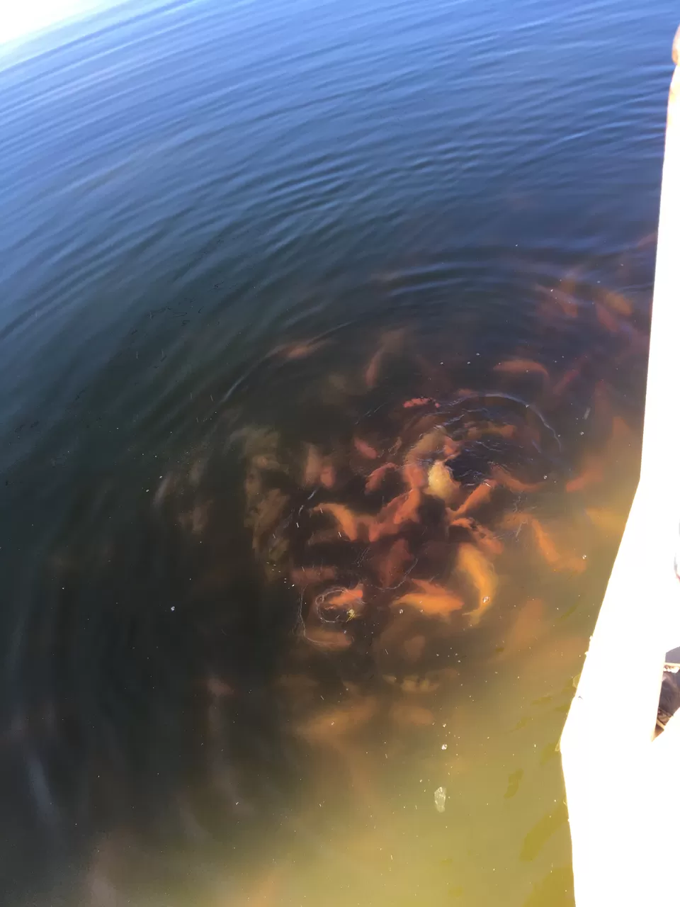 Photo of Mount Abu, Rajasthan, India by Rahul Mahant