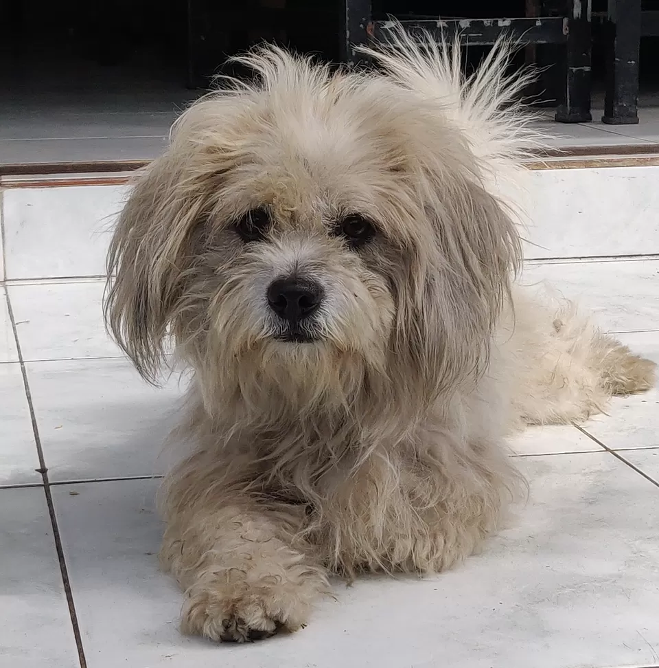 Photo of Ubud, Gianyar, Bali, Indonesia by Saurav Basu