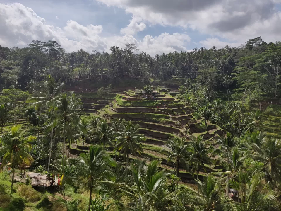 Photo of Tegalalang Rice Terrace, Jalan Raya Tegallalang, Tegallalang, Gianyar, Bali, Indonesia by Saurav Basu