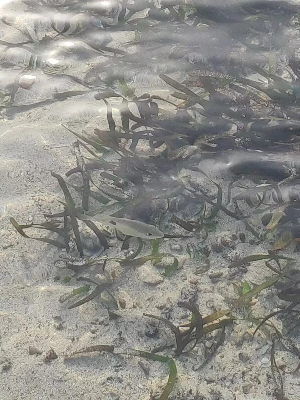 Photo of Padang Padang Beach, Pecatu, Badung Regency, Bali, Indonesia by Saurav Basu