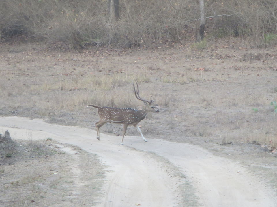 Photo of Kanha Tiger Reserve, Madhya Pradesh, India by Vikas Sawant