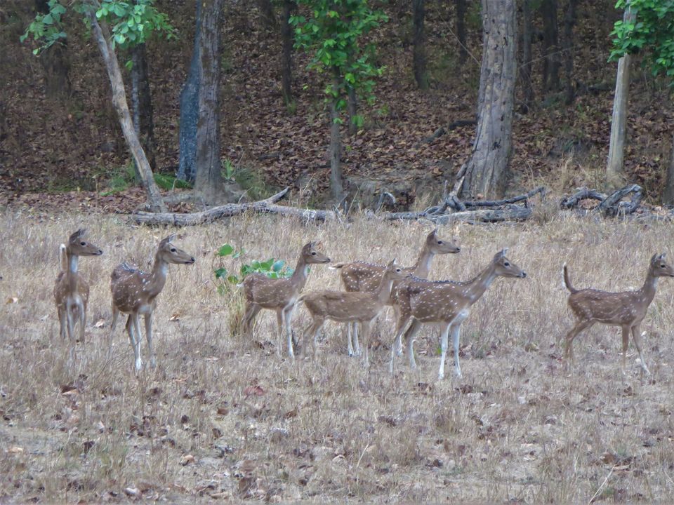 Photo of Kanha Tiger Reserve, Madhya Pradesh, India by Vikas Sawant