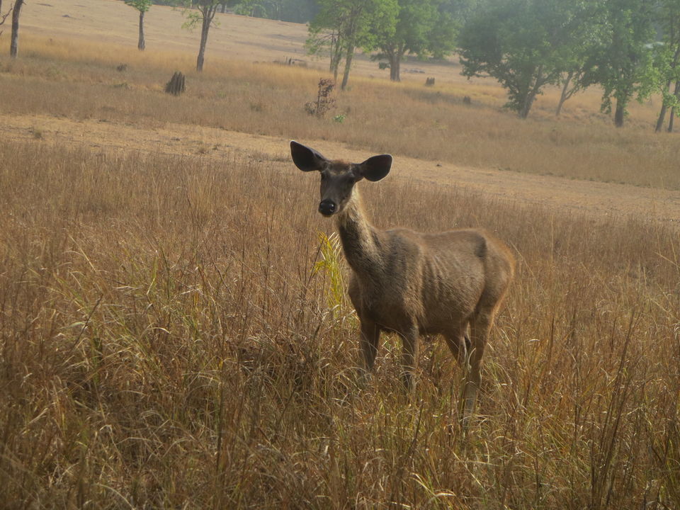 Photo of Kanha Tiger Reserve, Madhya Pradesh, India by Vikas Sawant