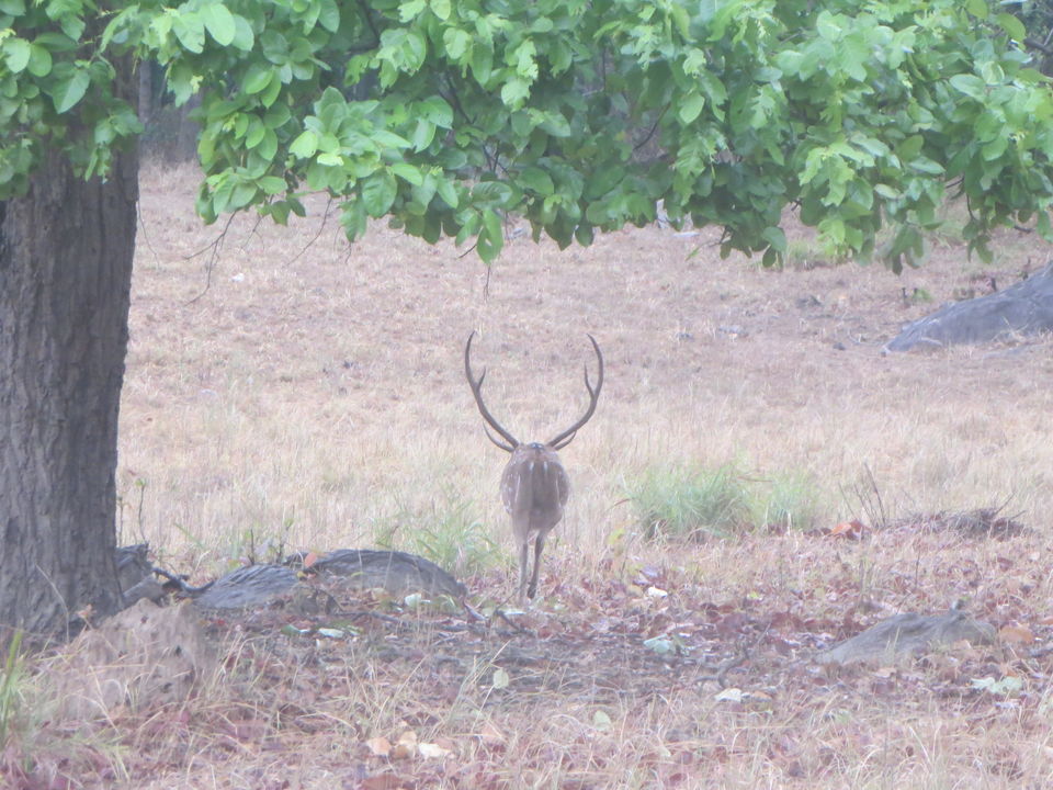 Photo of Kanha Tiger Reserve, Madhya Pradesh, India by Vikas Sawant
