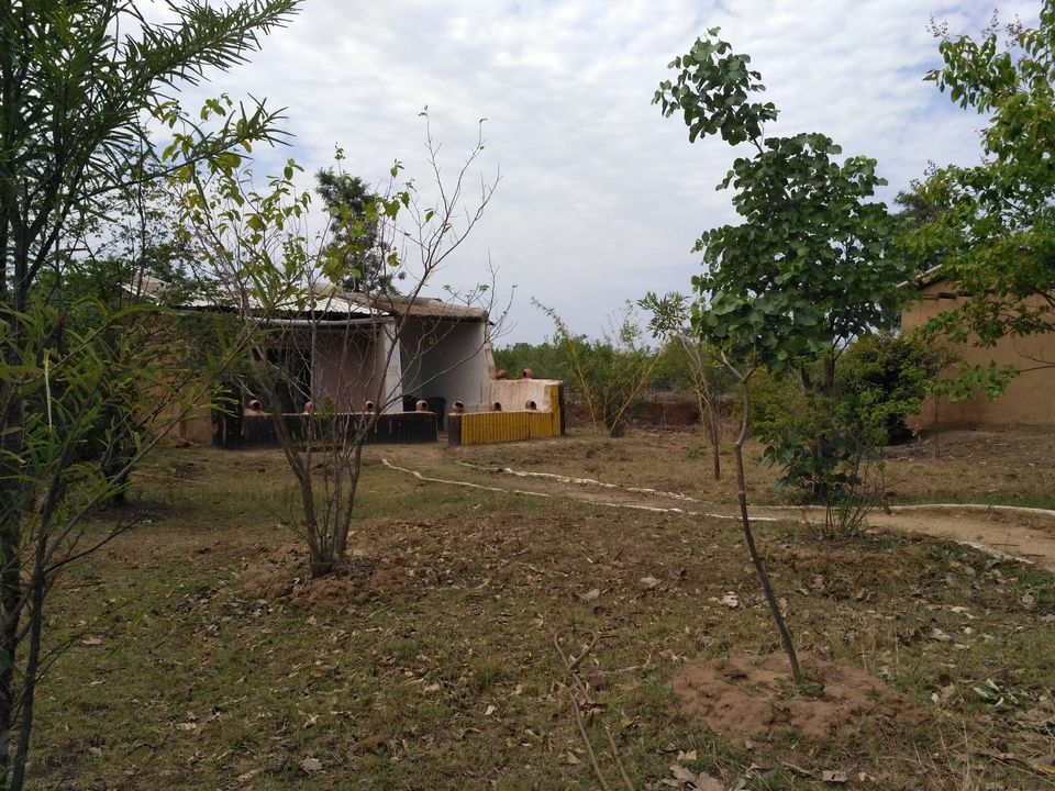 Photo of Kanha Tiger Reserve, Madhya Pradesh, India by Vikas Sawant