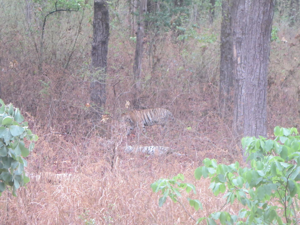 Photo of Kanha Tiger Reserve, Madhya Pradesh, India by Vikas Sawant