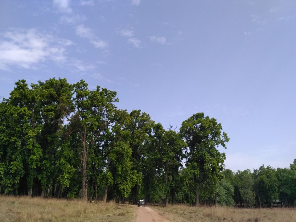 Photo of Kanha Tiger Reserve, Madhya Pradesh, India by Vikas Sawant
