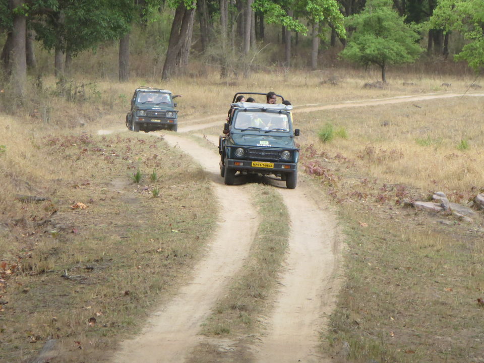 Photo of Kanha Tiger Reserve, Madhya Pradesh, India by Vikas Sawant