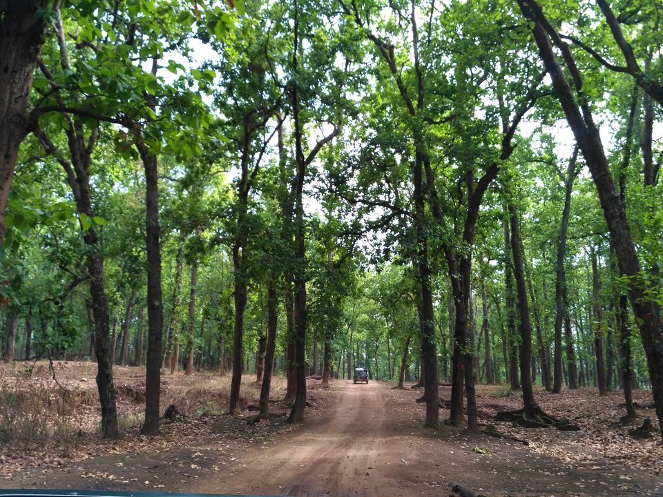 Photo of Kanha Tiger Reserve, Madhya Pradesh, India by Vikas Sawant