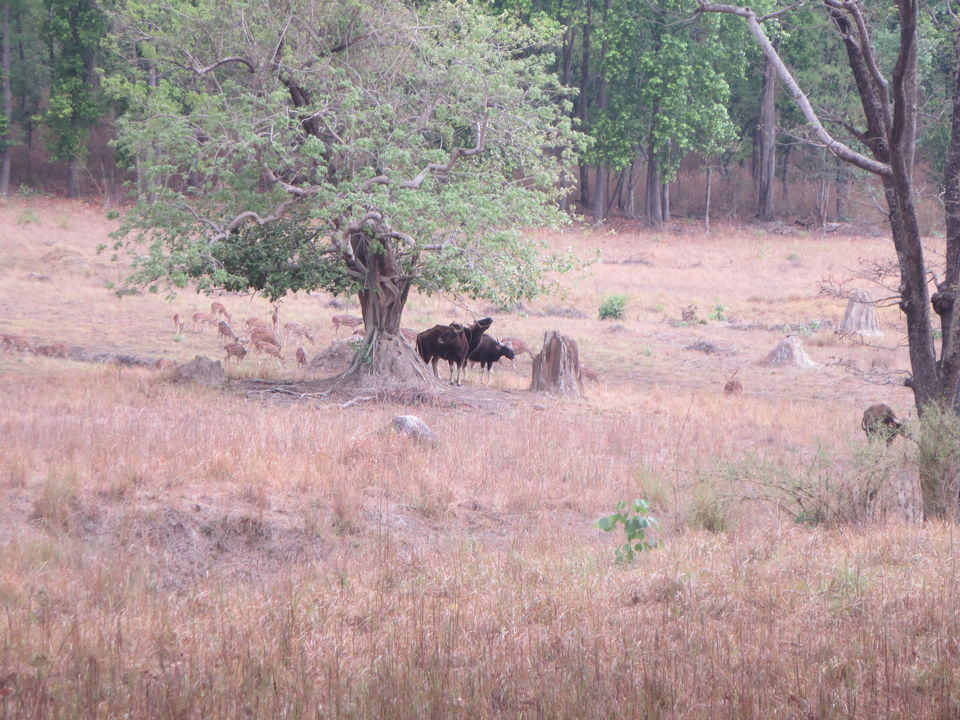 Photo of Kanha Tiger Reserve, Madhya Pradesh, India by Vikas Sawant