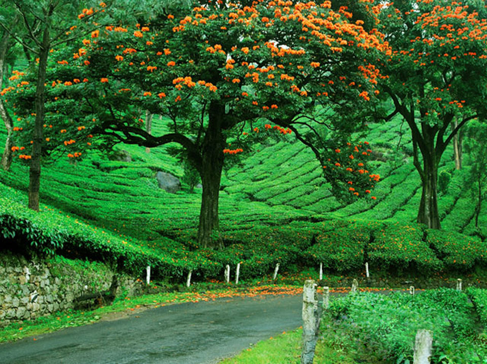 Photo of Kerala, India by seasonz india holidays