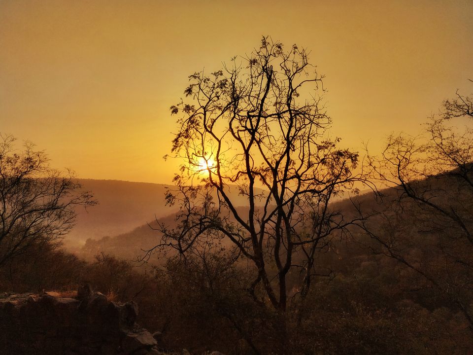 Photo of Spotting Stars and Stripes in Sariska 5/9 by Divya Iyer