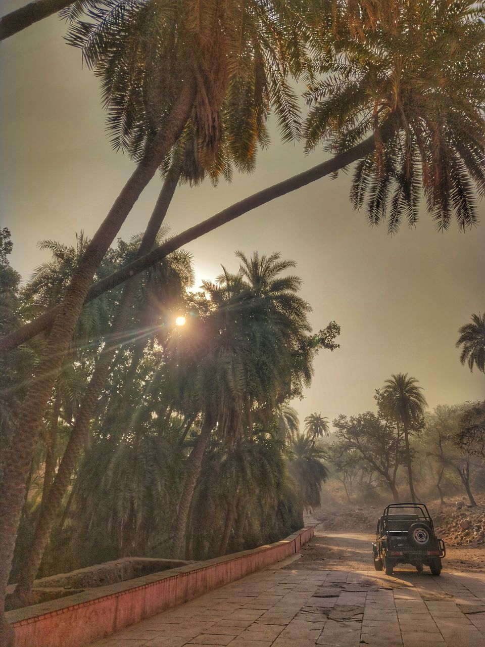Photo of Spotting Stars and Stripes in Sariska 6/9 by Divya Iyer