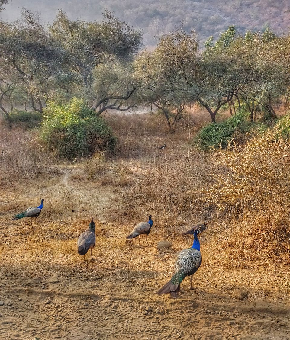 Photo of Spotting Stars and Stripes in Sariska 7/9 by Divya Iyer