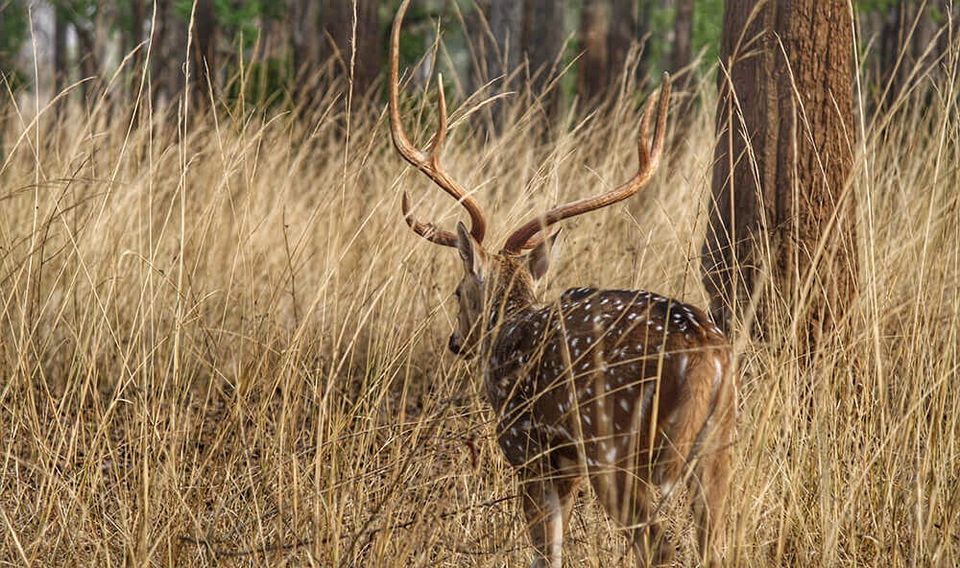 Photo of Spotting Stars and Stripes in Sariska 8/9 by Divya Iyer
