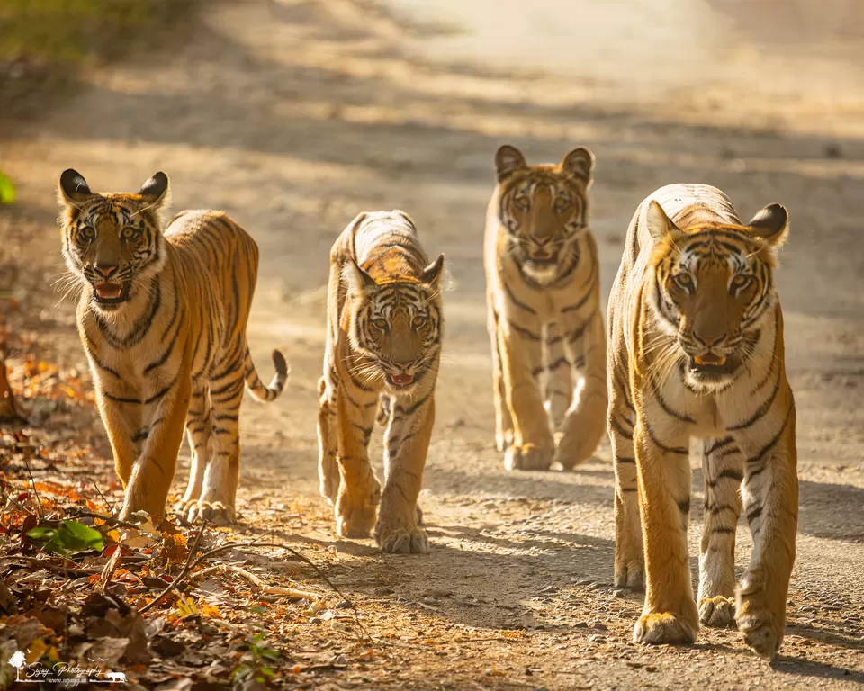 Photo of Visit the land of myriad landscapes and wildlife by Sujay Jamkhandi