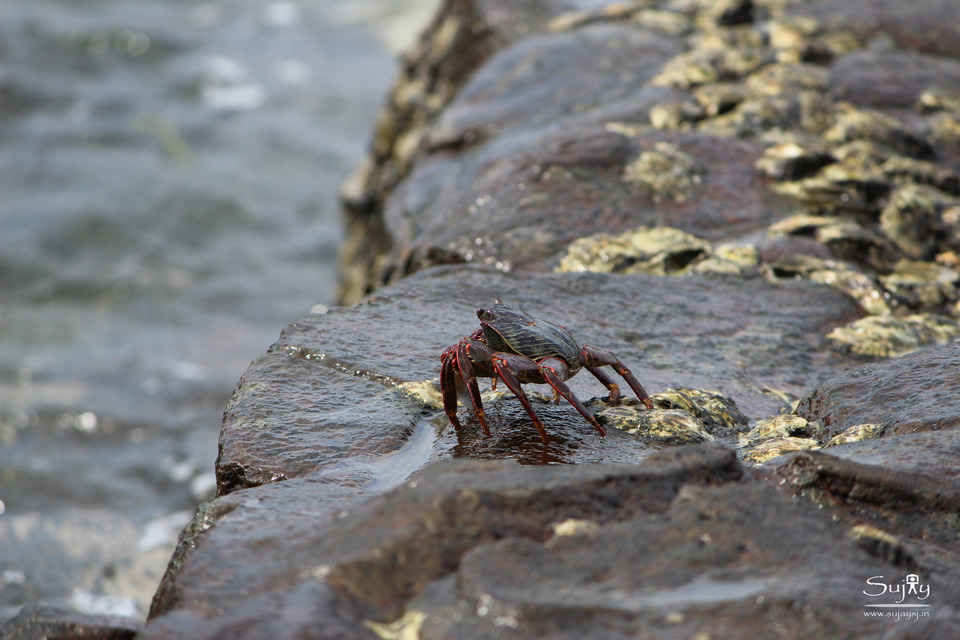 Photo of Solo Trip To Udupi by Sujay Jamkhandi