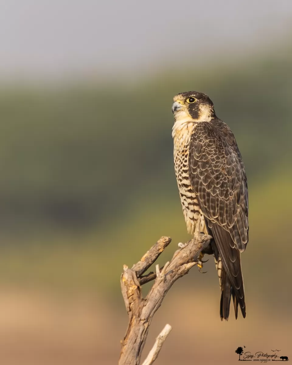 Photo of Bajana By Sujay Jamkhandi