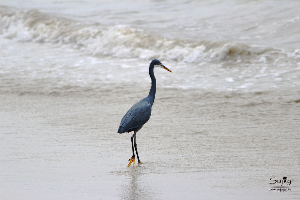 Photo of Solo Trip To Udupi by Sujay Jamkhandi