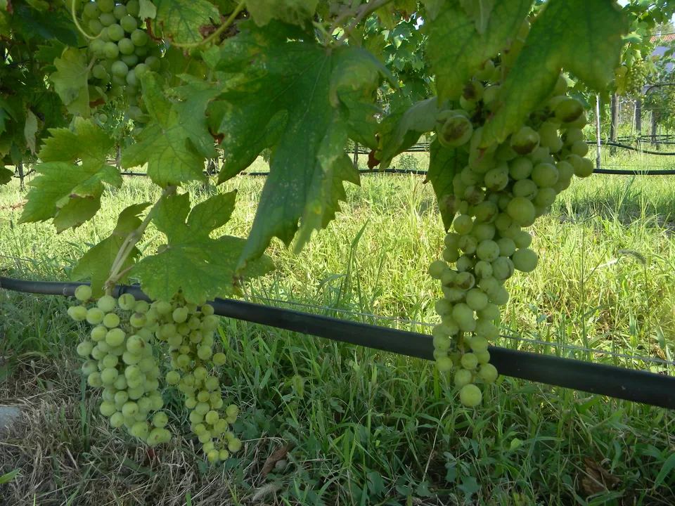 Photo of Mazzorbo, Venice, Metropolitan City of Venice, Italy by Raktim
