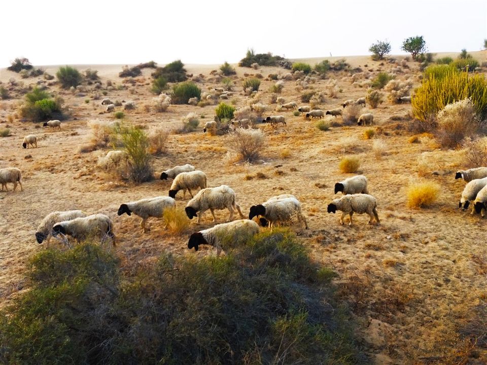 Photo of Camel Safari and Desert Camping at Jaisalmer (Part 1) in non-touristic area by Raktim