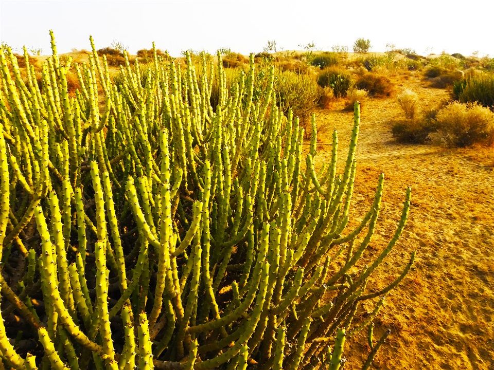 Photo of Camel Safari and Desert Camping at Jaisalmer (Part 1) in non-touristic area by Raktim