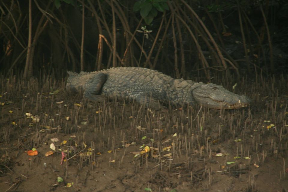 Photo of Unique things to do in Goa 4/5 by Rediscovery Cruises